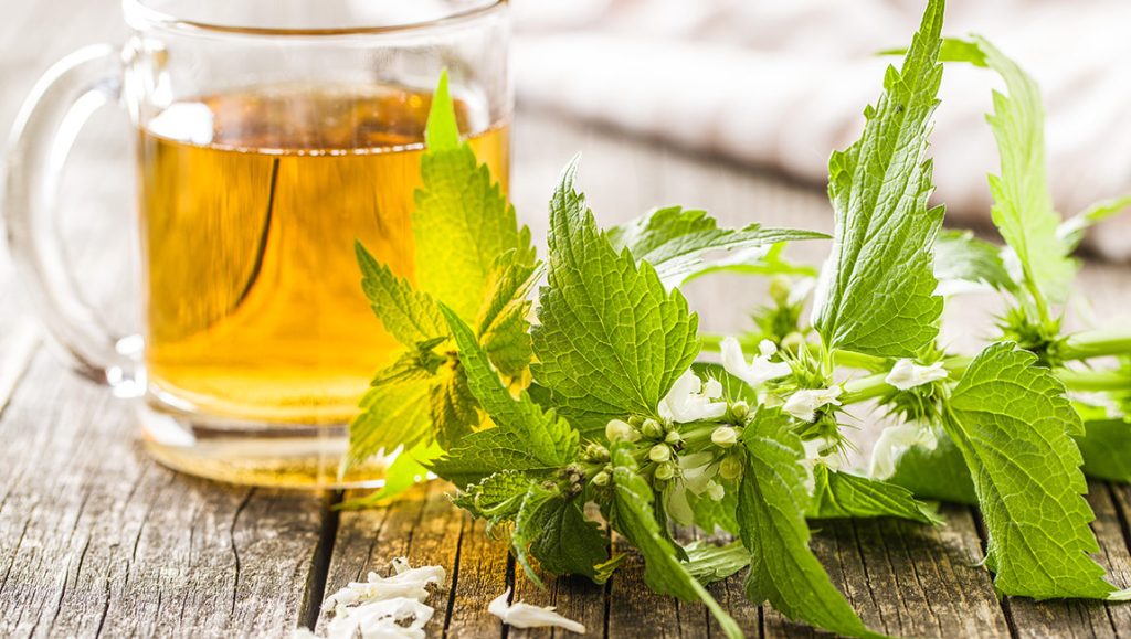 Samonikle jestive biljke: Kopriva