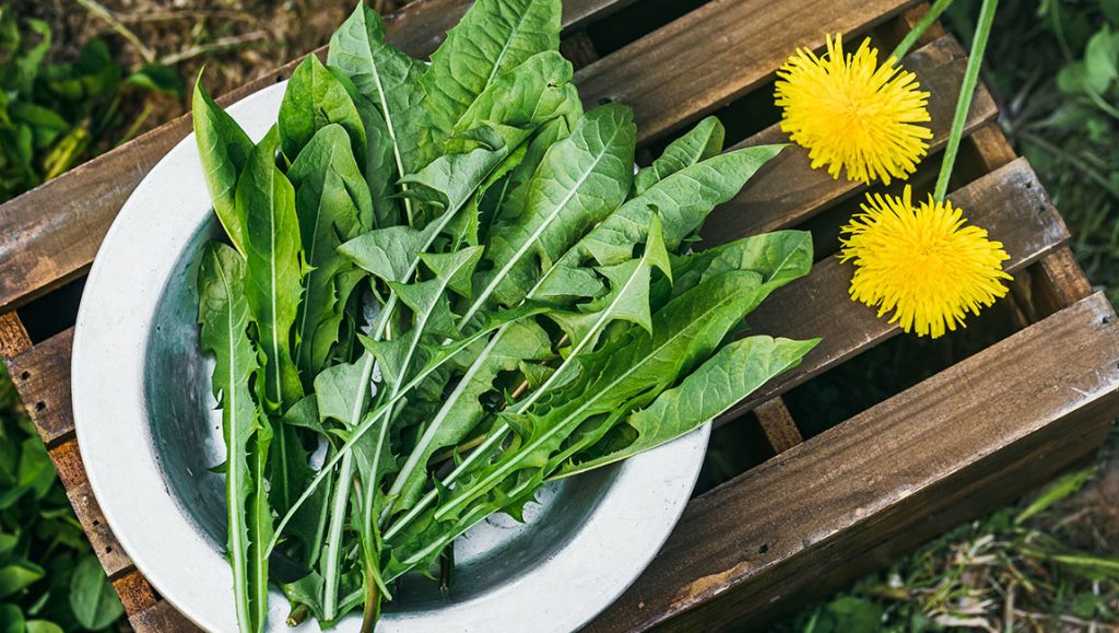 Samonikle jestive biljke: Maslačak