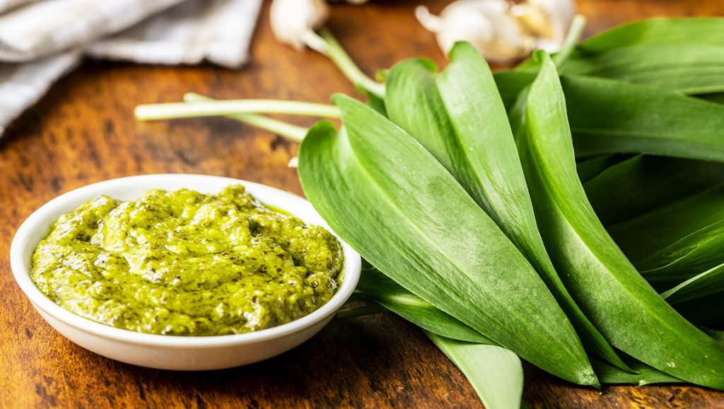 Samonikle jestive biljke: Sremuš